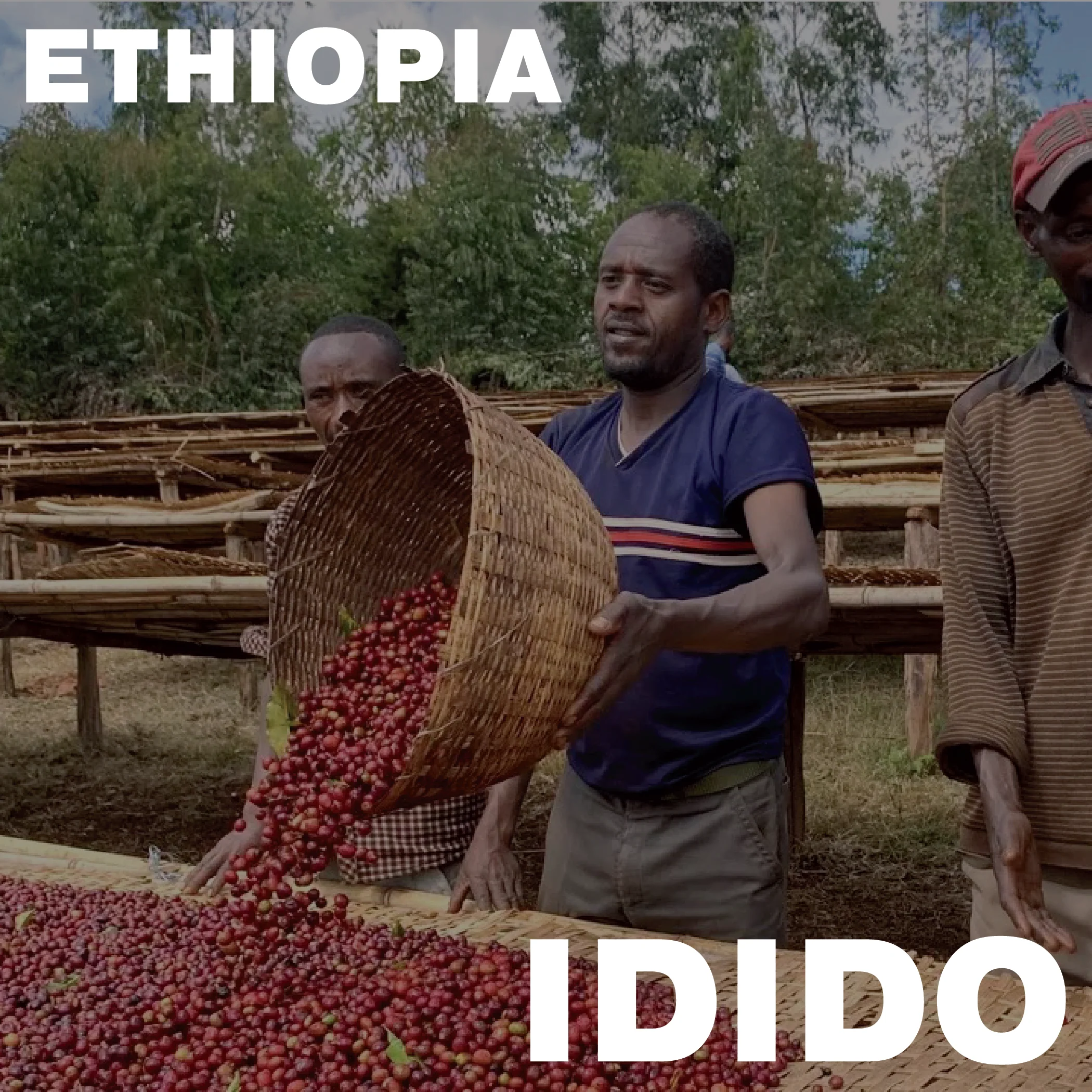 Ethiopia Idido  |  October 2024 - Image 3